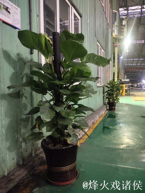 探索绿菠萝视频的神秘世界：揭开新媒体潮流的帷幕